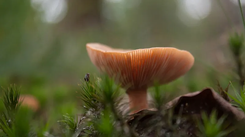 Amanita Muscaria mushroom
