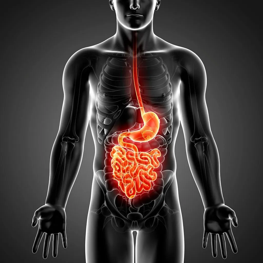 Probiotics Can Improve Your Digestion